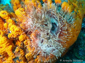 Malendure - îlet Pigeon